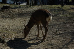 奈良の風景 1　（飛火野）