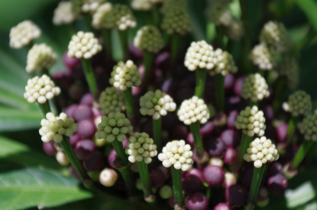 水生植物園で７