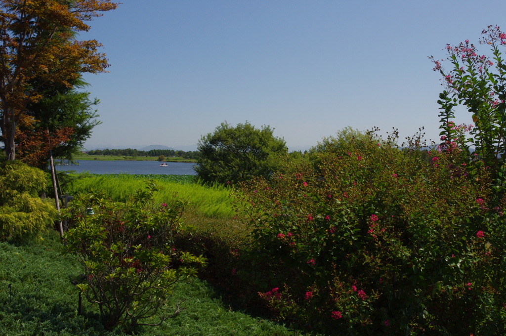 水生植物園で１７