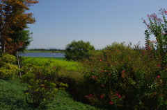 水生植物園で１７