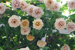 Rose Garden 2