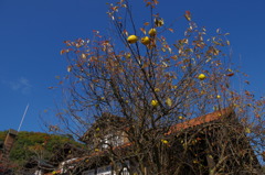 大山崎山荘美術館の紅葉