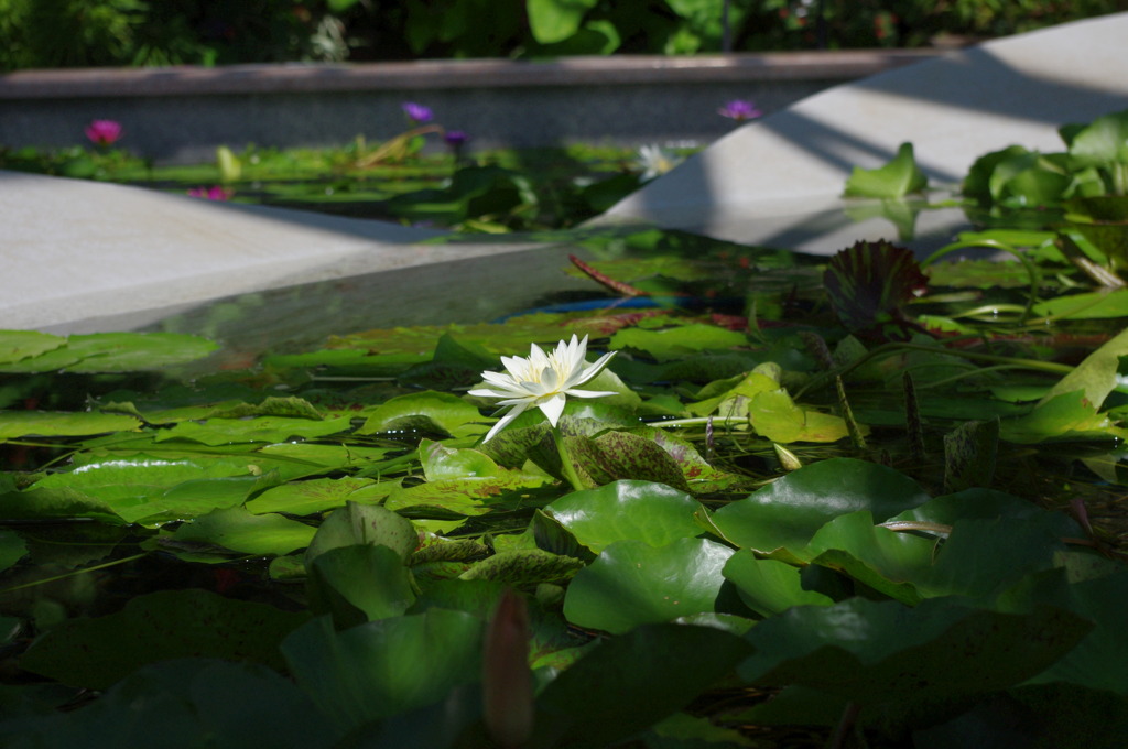水生植物園で１２