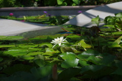 水生植物園で１２