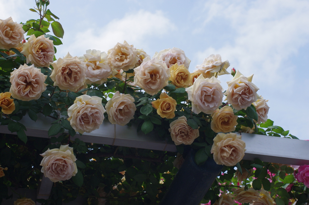 Rose Garden 4