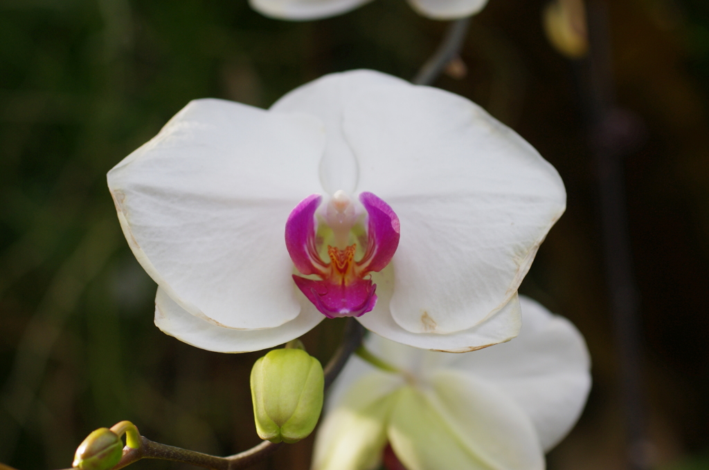 温室の花