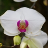 温室の花