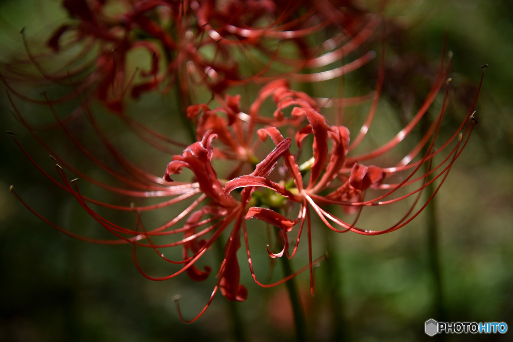 曼珠沙華