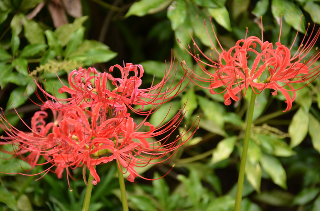 曼珠沙華