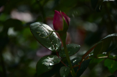 雨上がりの庭園でⅠ