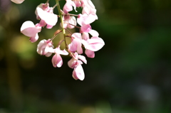 藤の花