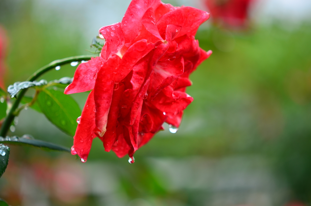 雨後の薔薇