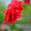 雨後の薔薇