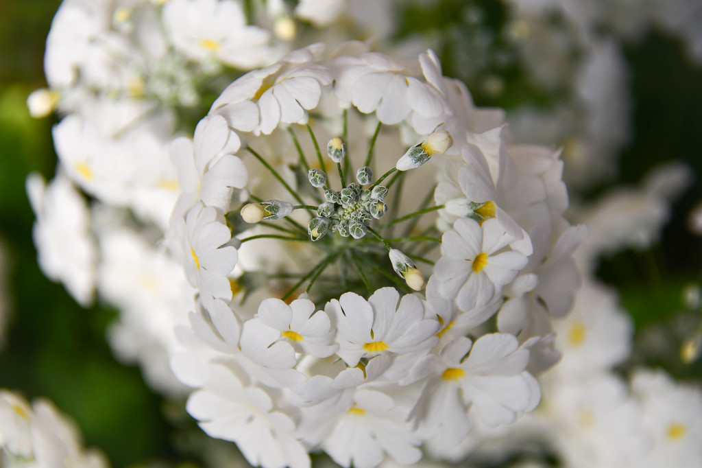 花芯