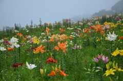 花咲く丘