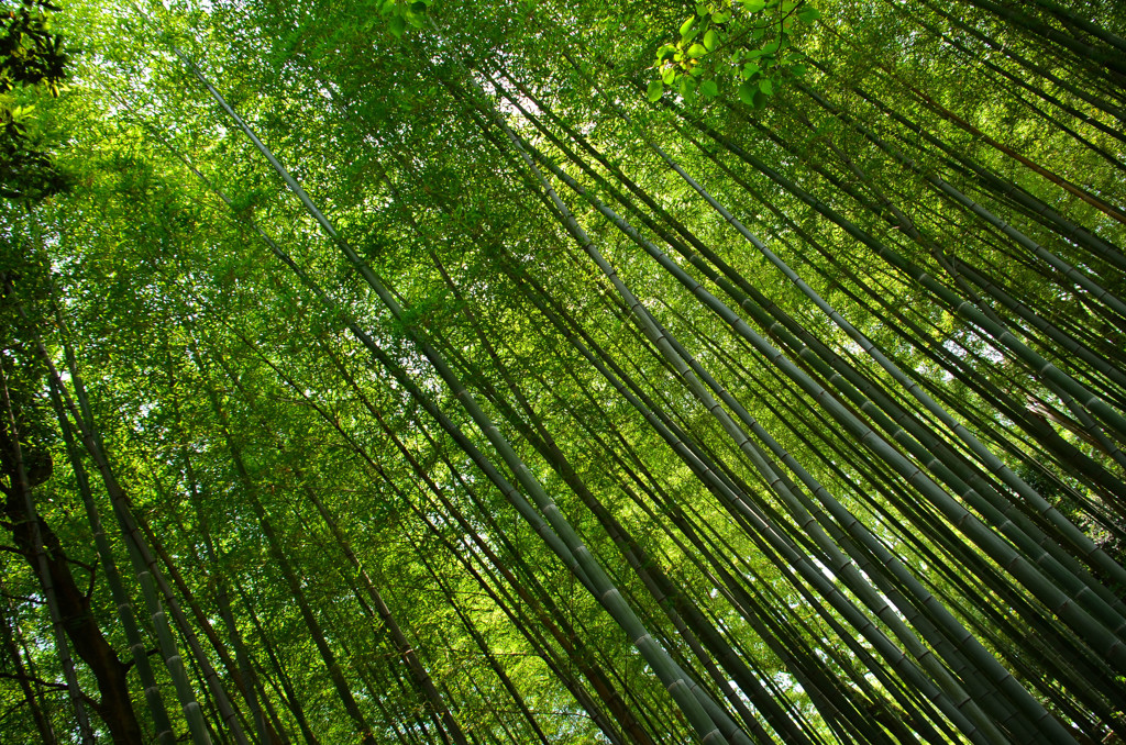 フィトンチッドが降り注ぐ