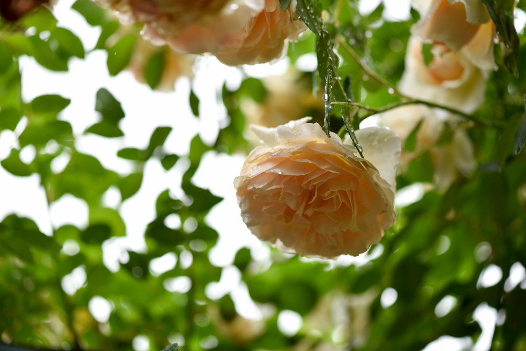 雨の薔薇園