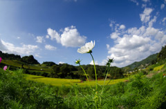 夏の終わり