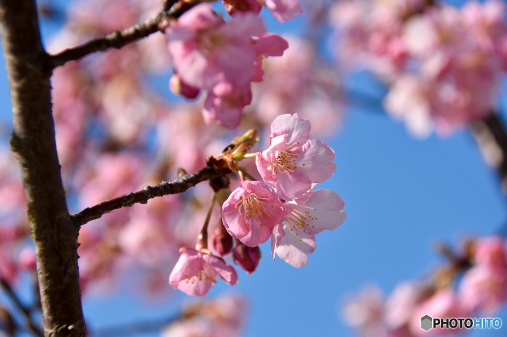 青空に満開の川津桜