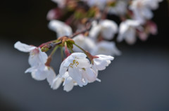 桜花 2 