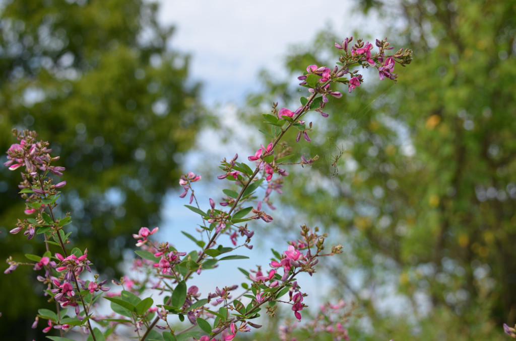 萩の花咲く古代の丘