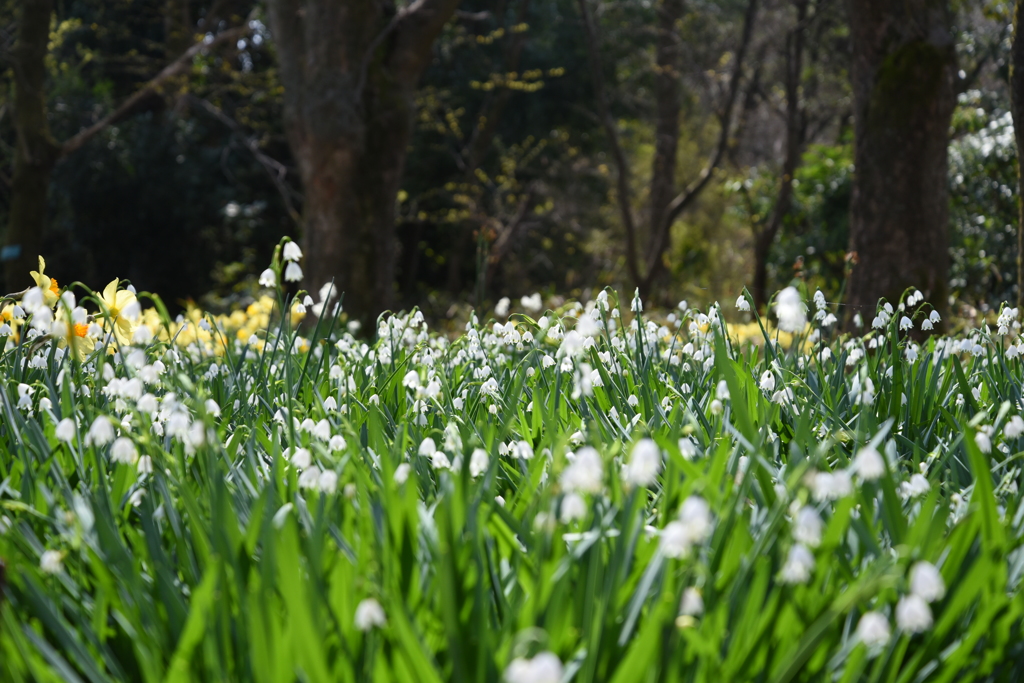 Snow Drops