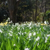 Snow Drops