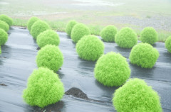 モリゾーか？