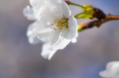 桜花 1