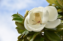 大輪の花