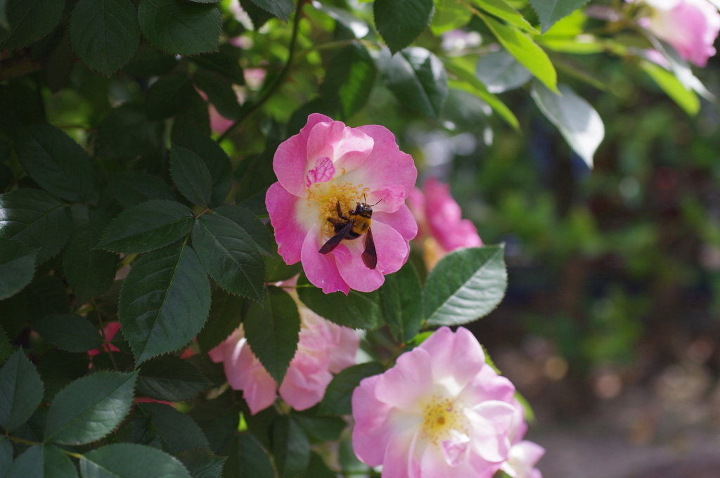 Bee 