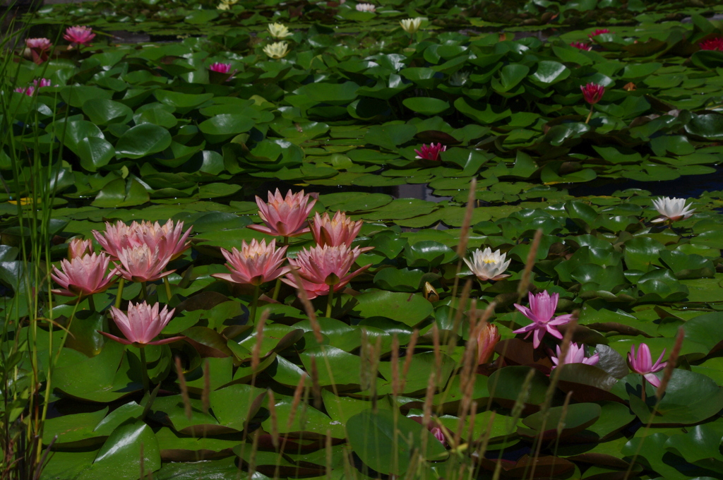 夏に咲く花