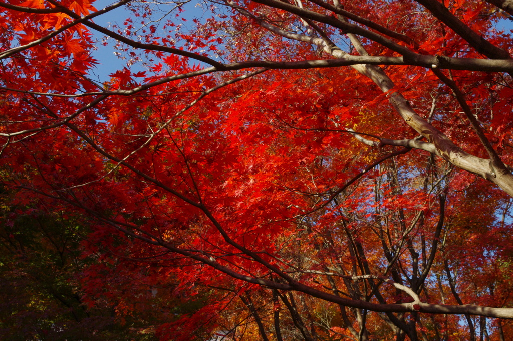 大山崎美術館の紅葉