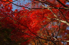 大山崎美術館の紅葉