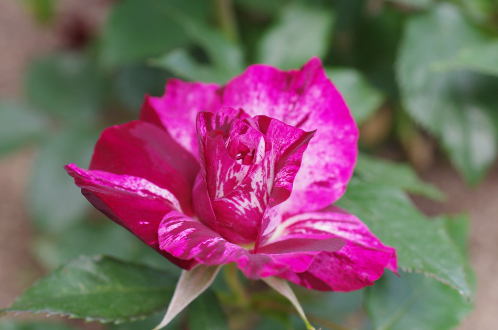 Exciting Rose
