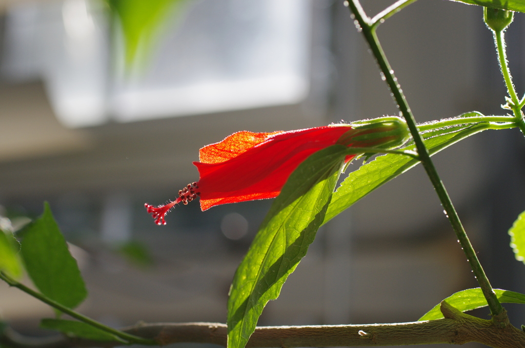 みどりとあかと