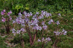 水生植物園で２２