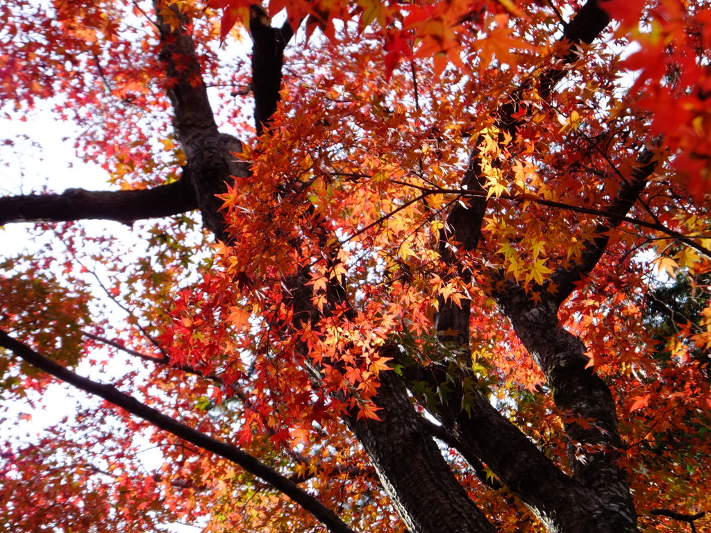 紅葉する奈良公園