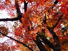 紅葉する奈良公園