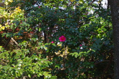 大山崎美術館で