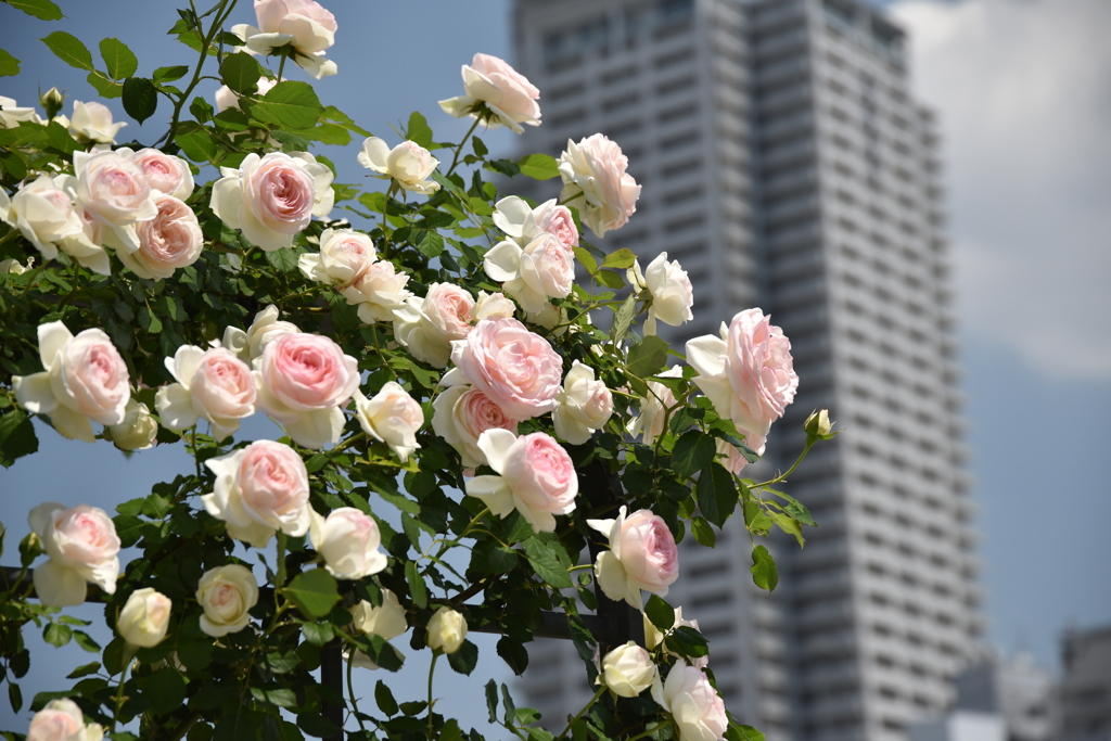 都会の薔薇