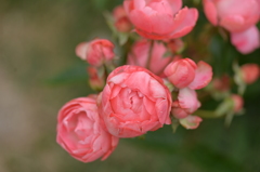 開花を待つ