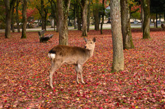 紅葉する公園で