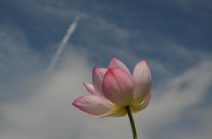 飛行機雲と夏の花