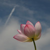 飛行機雲と夏の花