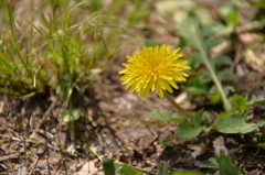 野に咲く花