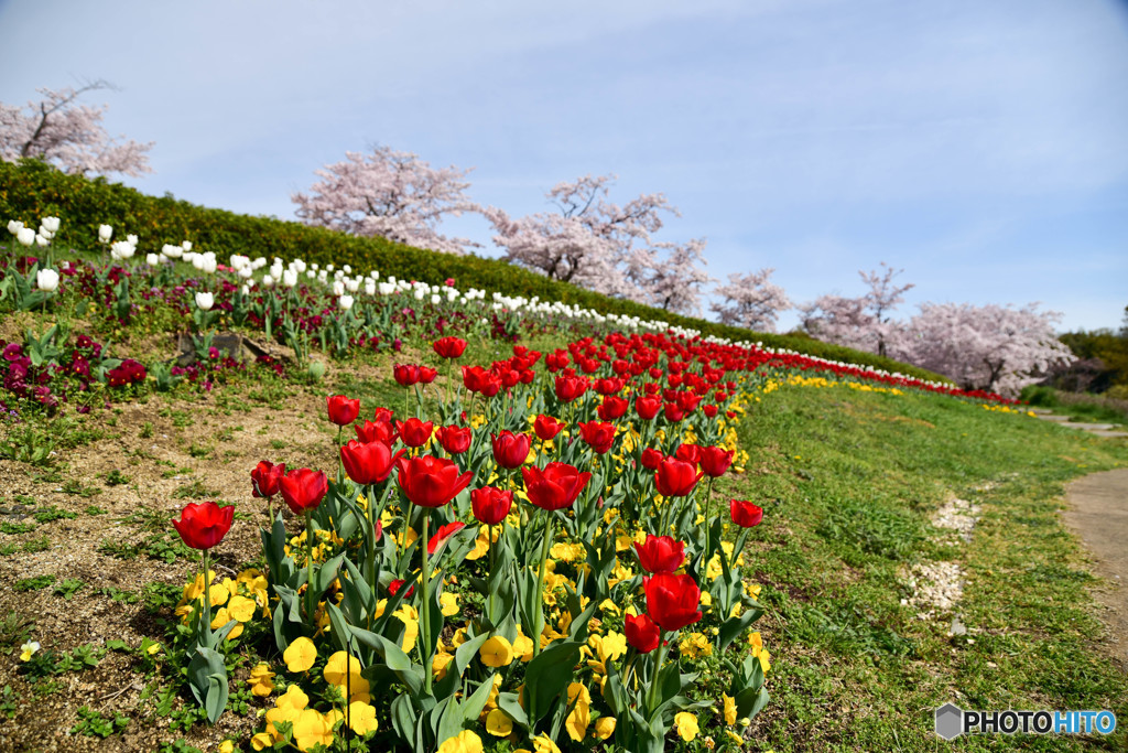 さいた、咲いたチューリップの花が