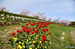 さいた、咲いたチューリップの花が