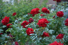 Red  &　Green