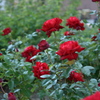 Red  &　Green